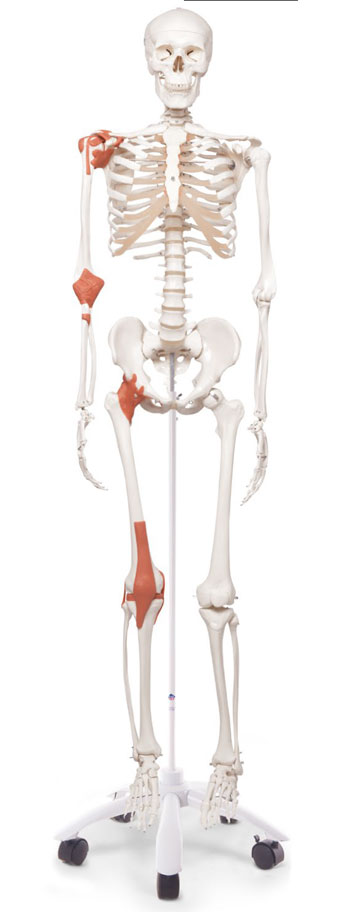 Skelett Leo mit Gelenkbändern