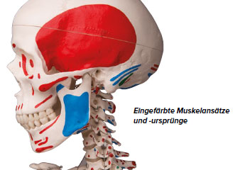 anatomie 06