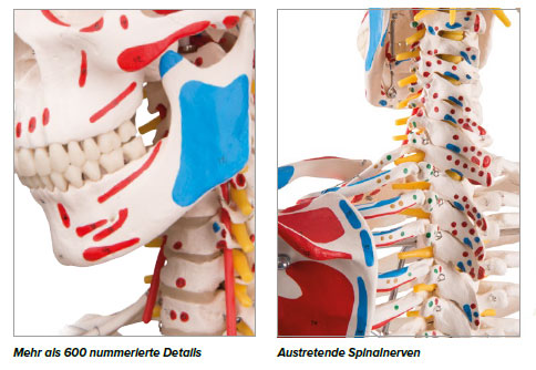 anatomie 10